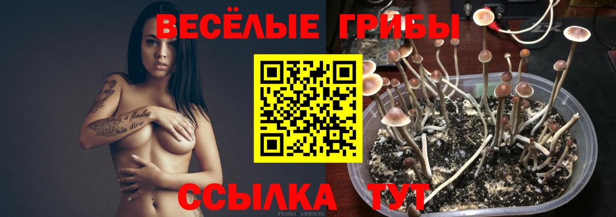 где можно купить наркотик  Вход с VPN  Галлюциногенные грибы Psilocybine cubensis  Усолье-Сибирское  Галлюциногенные грибы MAGIC MUSHROOMS 